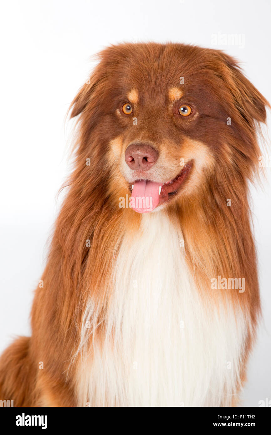 Berger Australien adultes Portrait studio photo against white background Banque D'Images