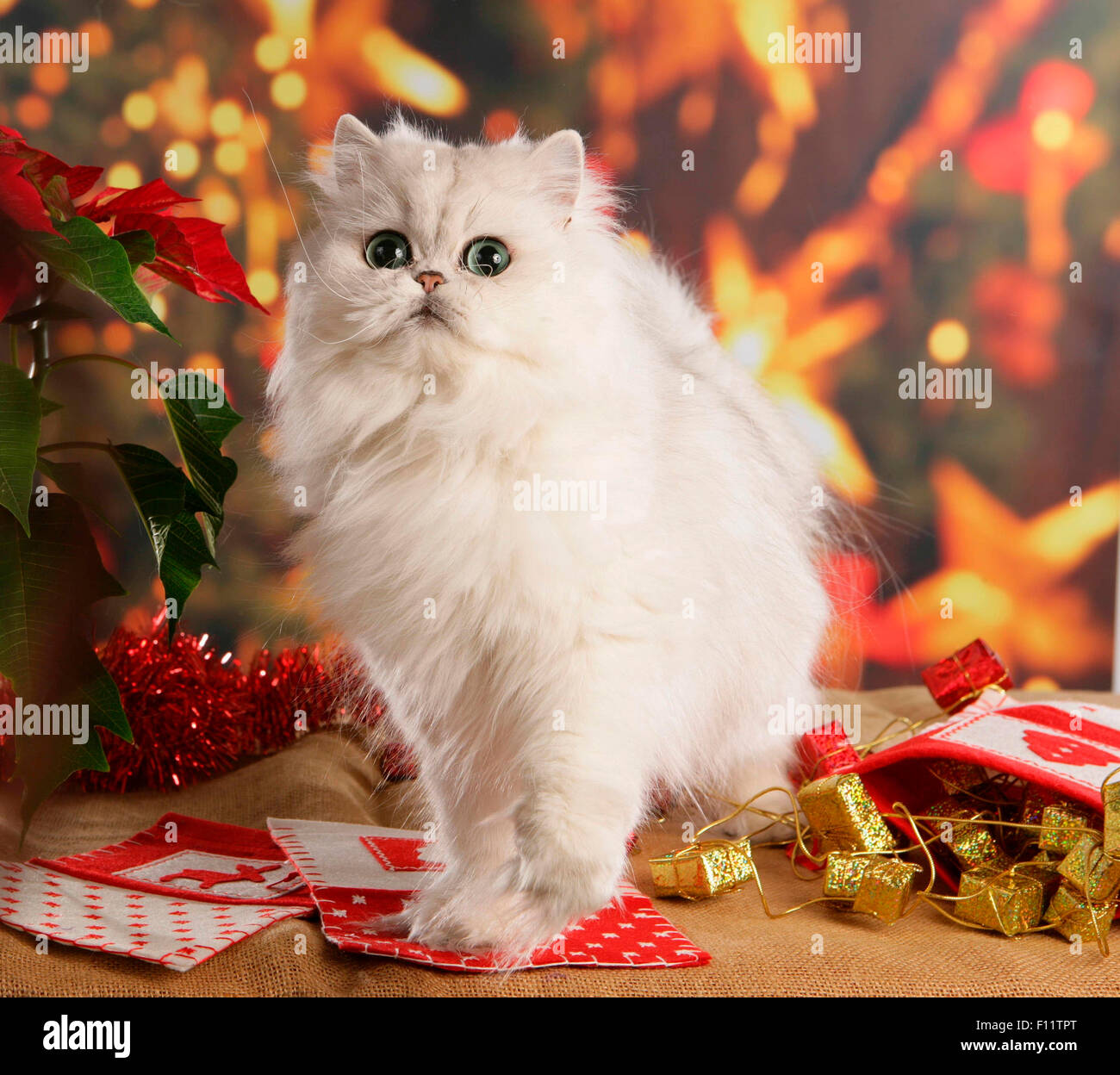 Chat Persan Chinchilla Banque De Photographies Et D Images A Haute Resolution Alamy