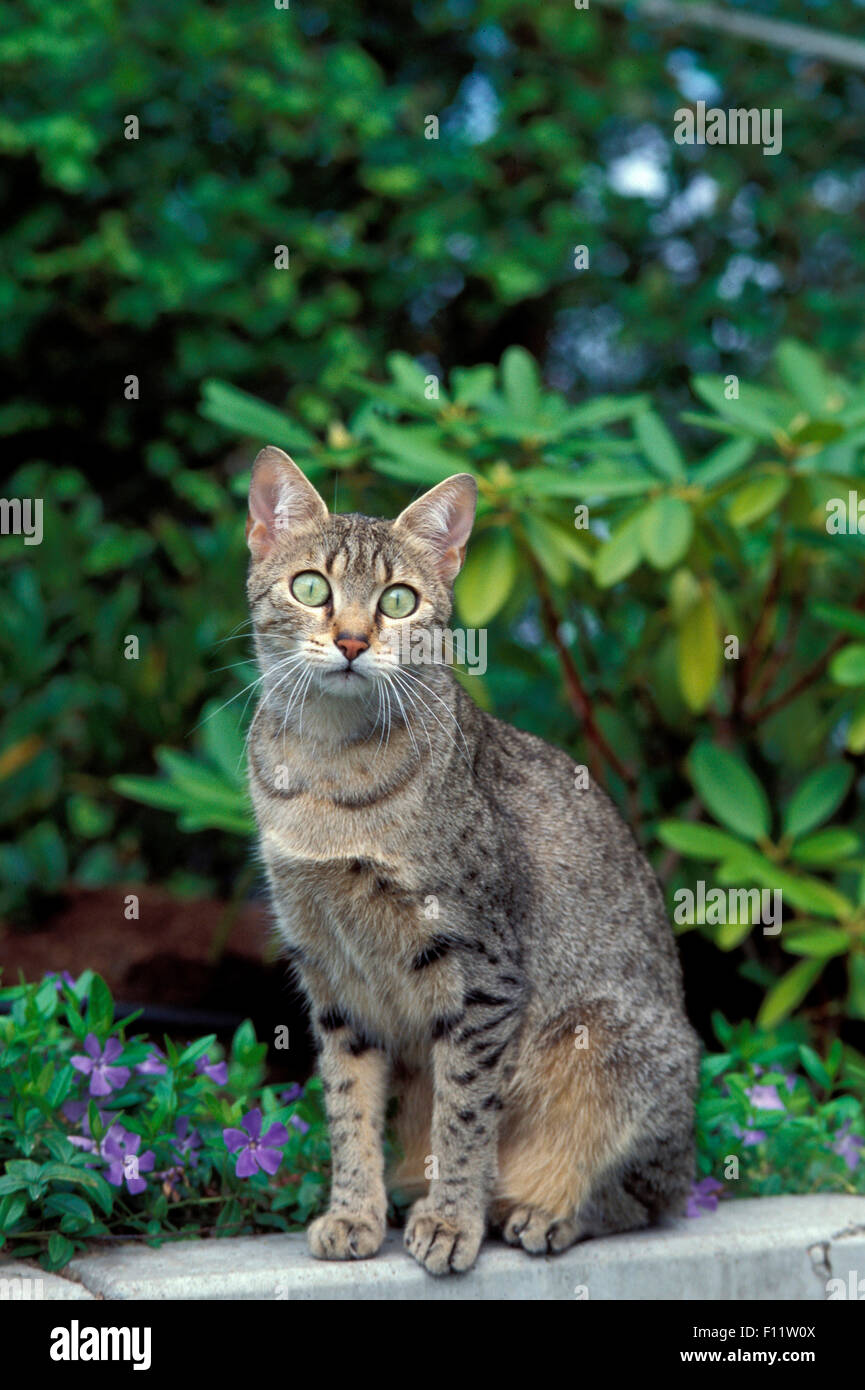 Mau égyptien Cat. Des profils assis dans un jardin Banque D'Images