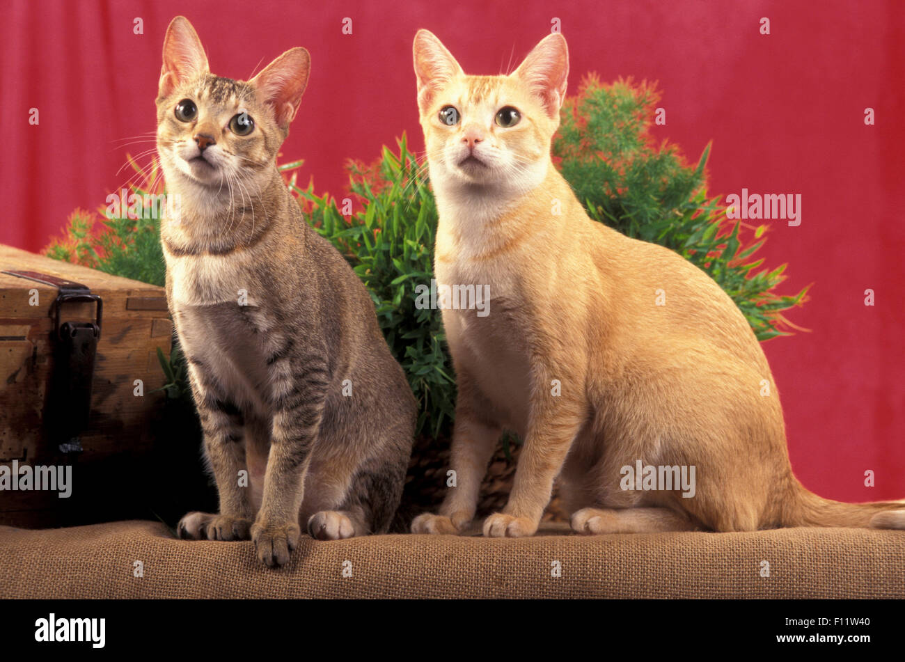 Ceylan Cat Deux adultes assis studio photo à l'arrière-plan rouge Banque D'Images