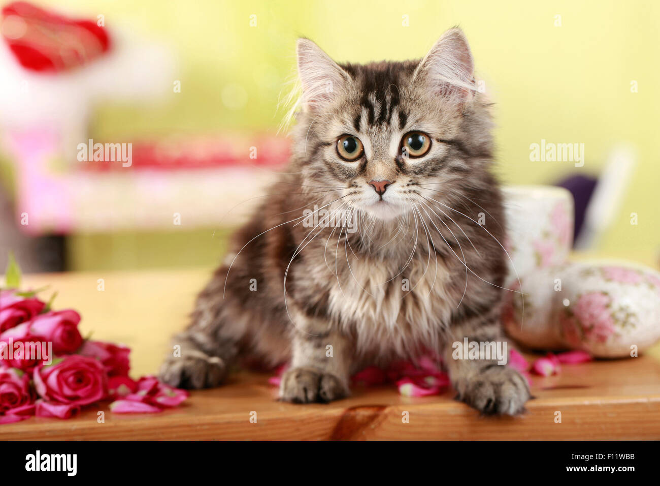 L'allemand chat angora chaton à côté de fleurs rose Banque D'Images