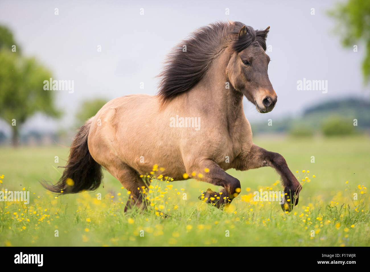 Islandic Horse Dun mare pâturage floraison galopante Autriche Banque D'Images