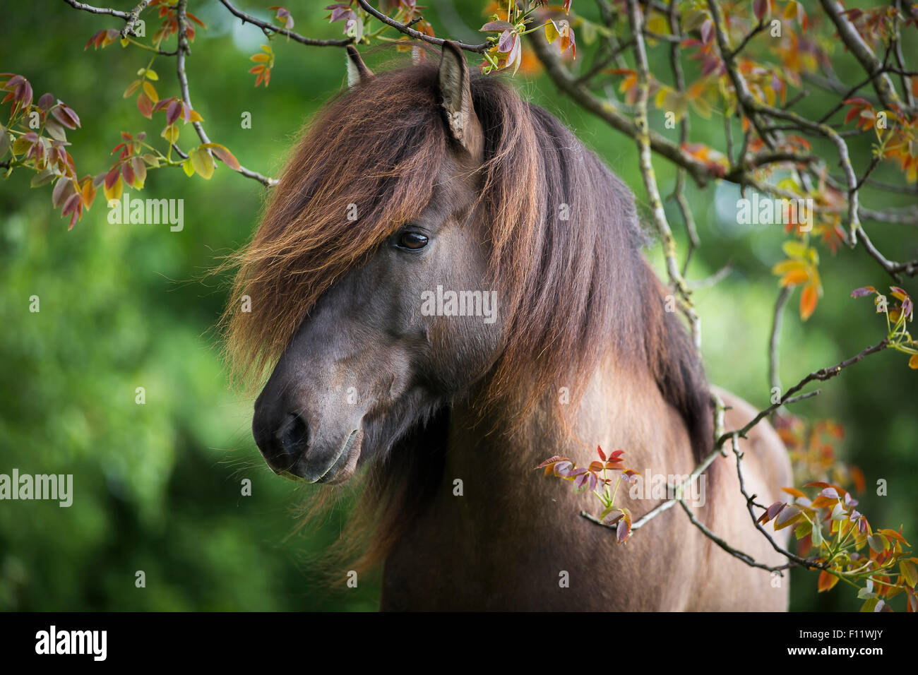 Portrait Cheval Islandic stallion Autriche Banque D'Images