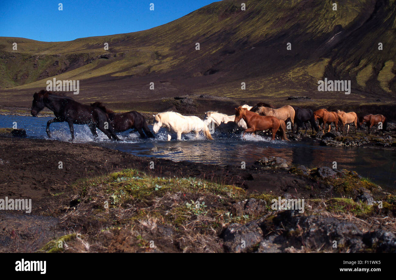 Troupeau de chevaux Islandais Islande stream crossing Banque D'Images