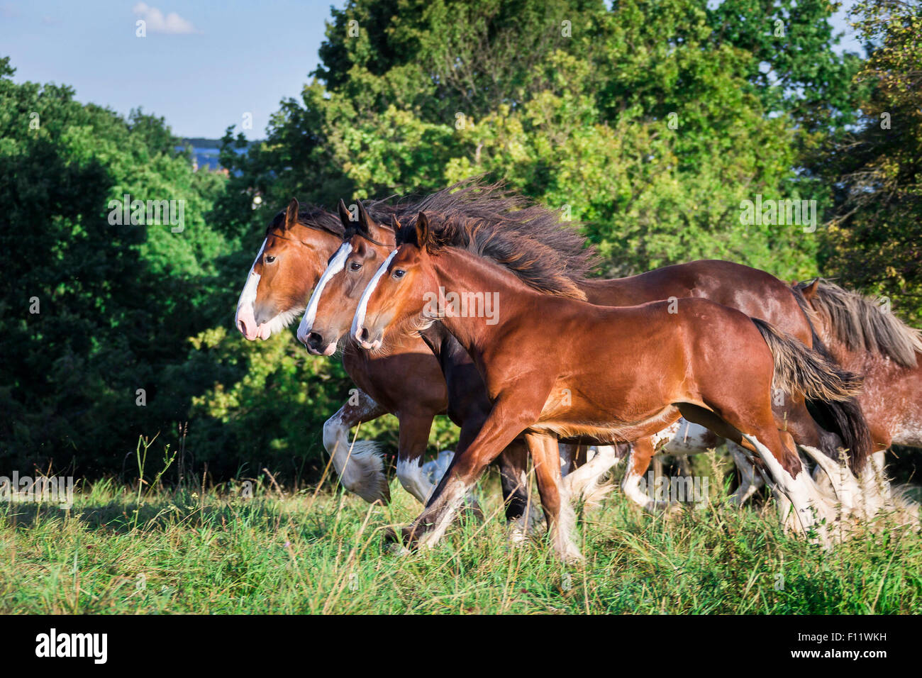 Shire Horse et Clydesdale deux juments et poulains galopant meadow Banque D'Images
