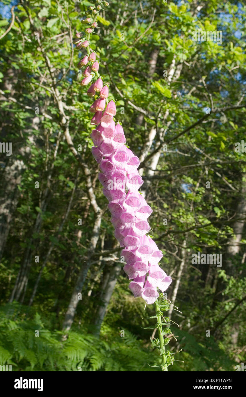 Fleur fleurs sauvages de la digitale digitales wildflower fleurs sauvages dans la forêt suédoise la Suède Banque D'Images