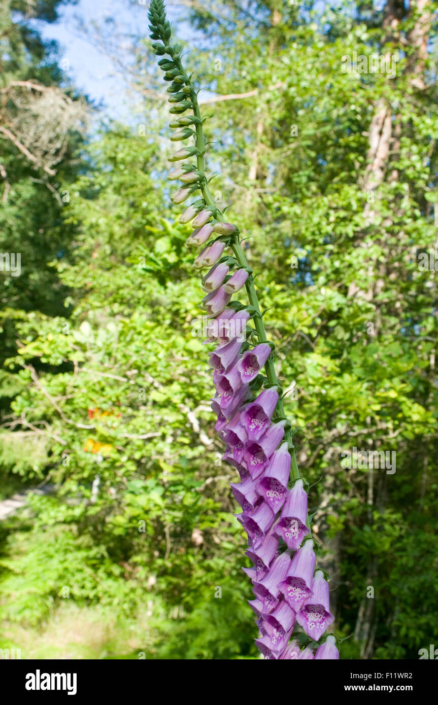 Fleur fleurs sauvages de la digitale digitales wildflower fleurs sauvages dans la forêt suédoise la Suède Banque D'Images