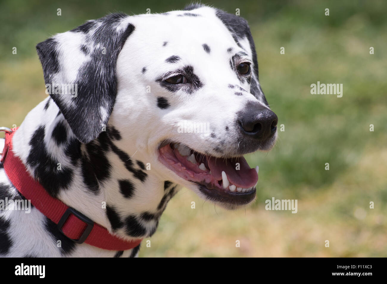 Portrait de chien Dalmatien. Banque D'Images