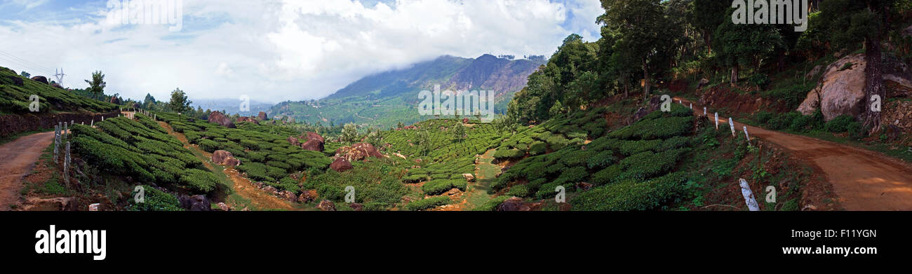 Panorama d'une plantation de thé à Munnar Inde Banque D'Images