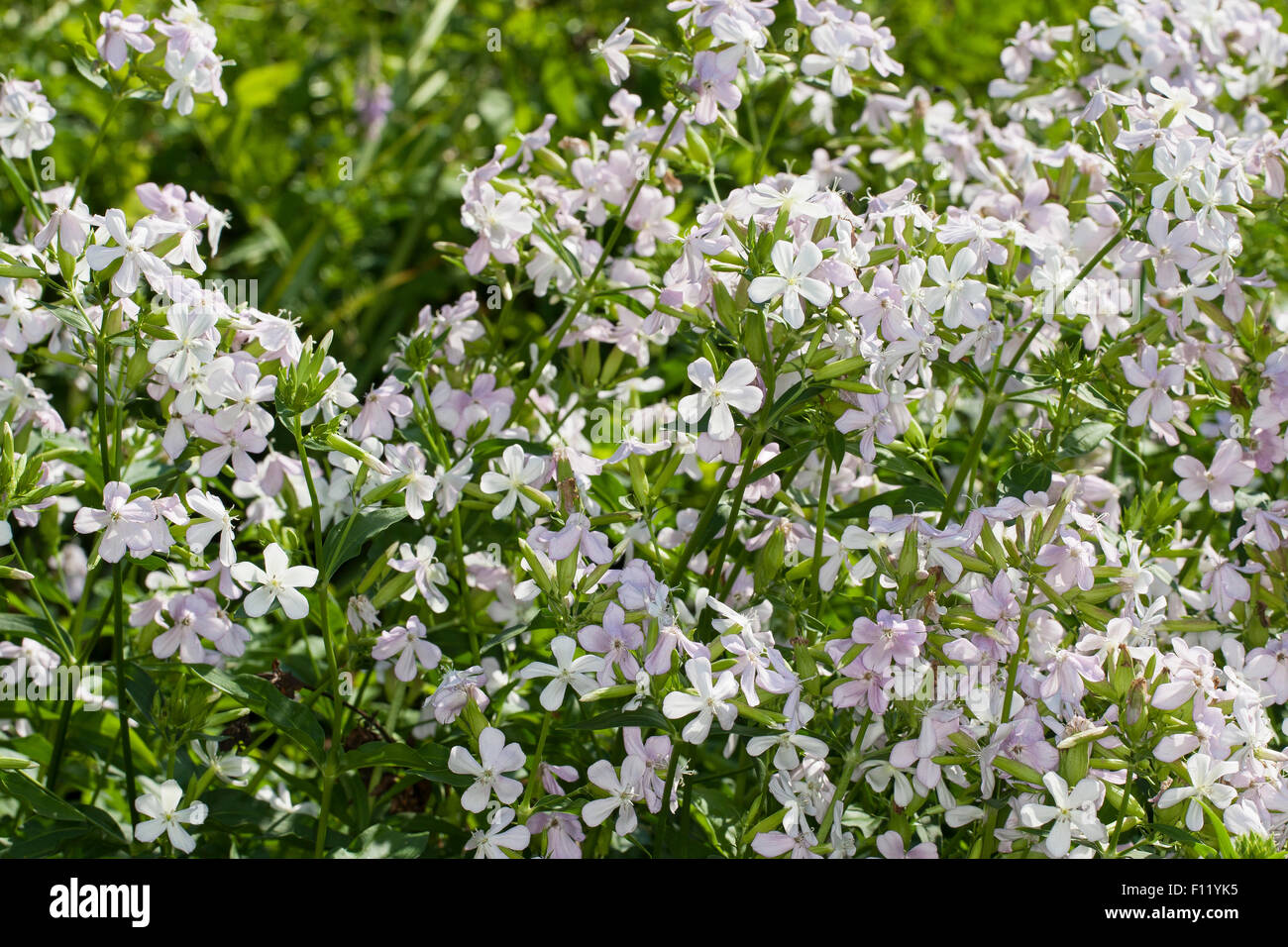 Saponaire commune, bouncing-pari, Crow, savon doux sauvage William, le yucca glauque, Echtes Seifenkraut, Seifenwurz, Saponaria officinalis Banque D'Images