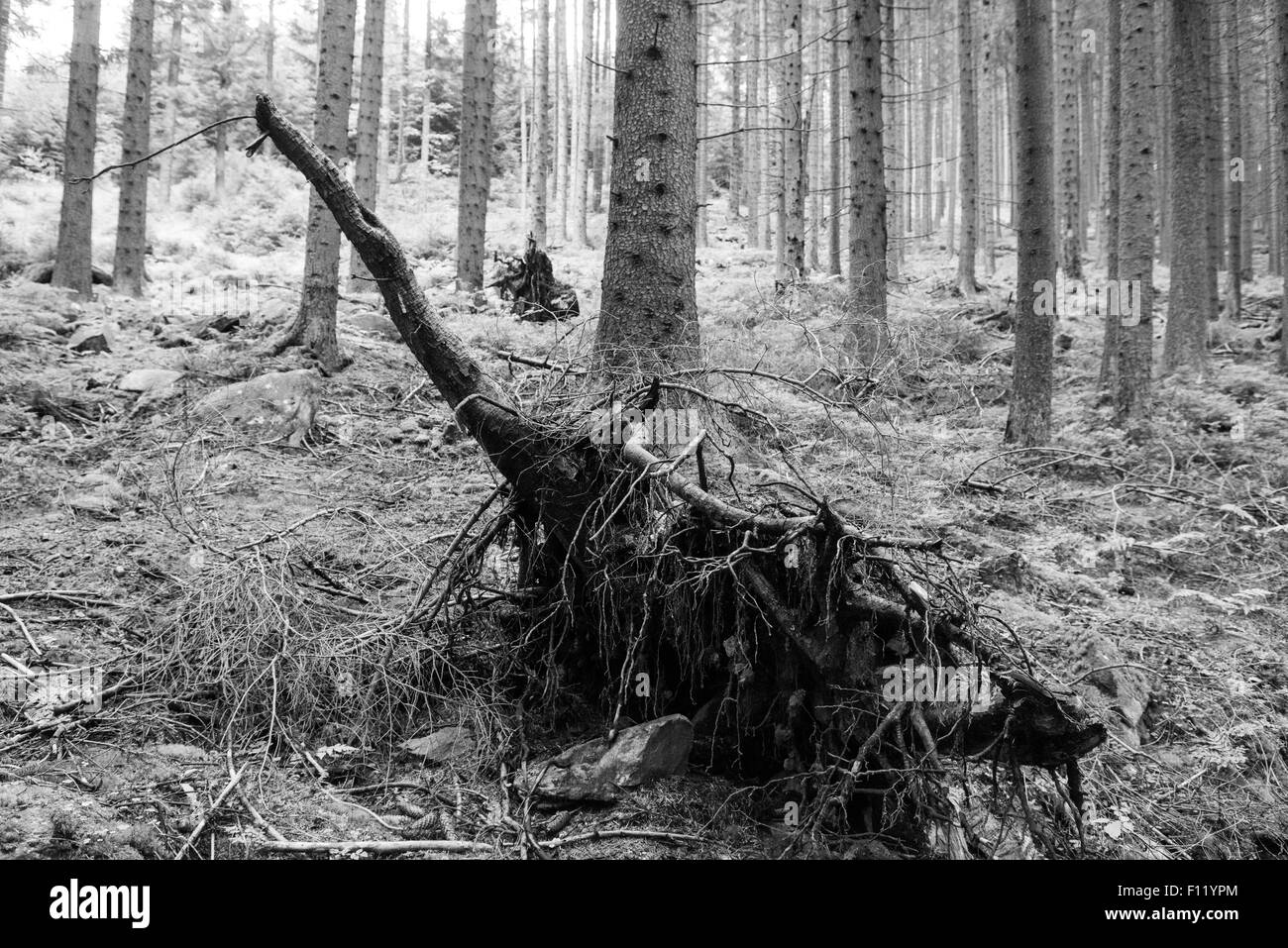 Arbre en décomposition. Un tronc d'arbre tombé se décompose en forêt, de pourriture et de se retourner dans le sol Banque D'Images