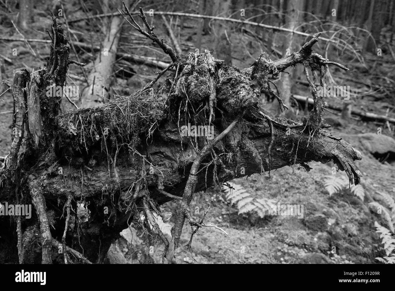 Arbre en décomposition. Un tronc d'arbre tombé se décompose en forêt, de pourriture et de se retourner dans le sol Banque D'Images