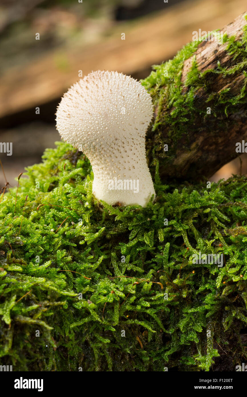 Vesse-de-commune, warted, Flaschen-Stäubling Flaschenstäubling, Vesse, Lycoperdon perlatum, Lycoperdon gemmatum Banque D'Images