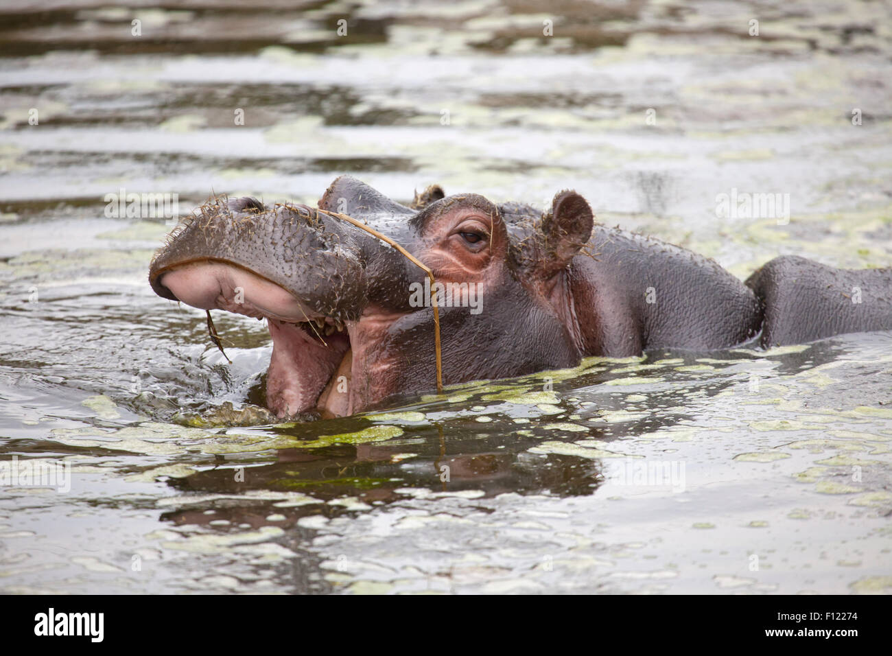 Un profil de la tête d'un veau d'hippopotame commun dans l'eau Banque D'Images
