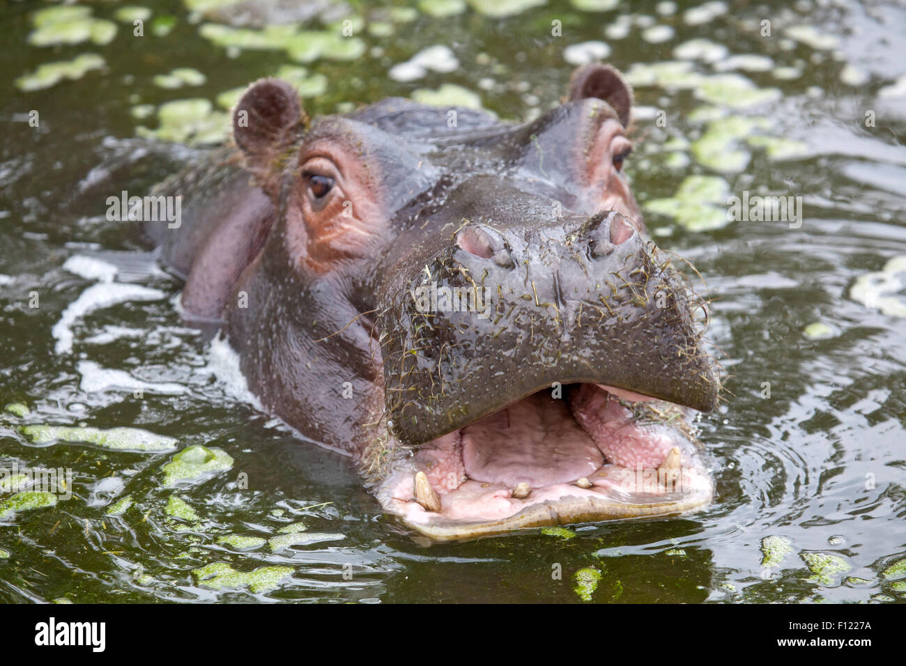 Un profil de la tête d'un veau d'hippopotame commun dans l'eau Banque D'Images