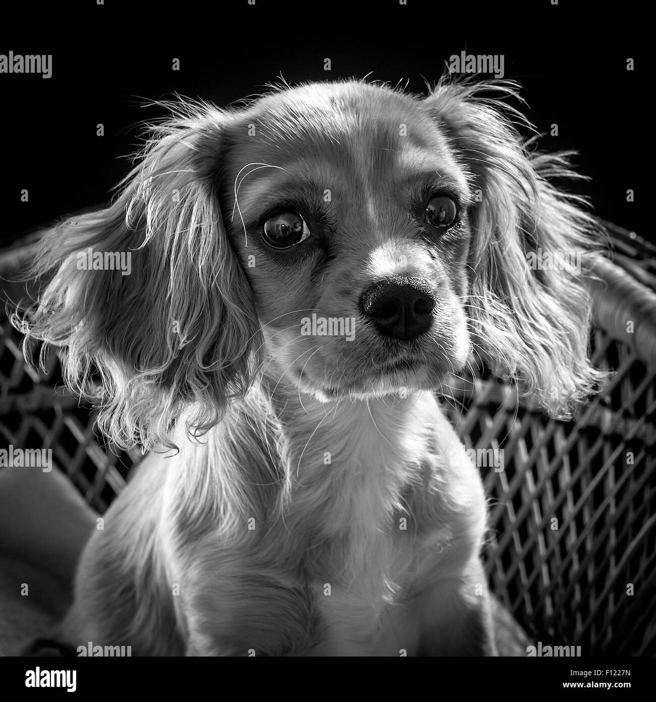 Photo noir et blanc d'un Cavapoo chiot assis sur un fauteuil en osier d'ornement avec un fond noir Banque D'Images