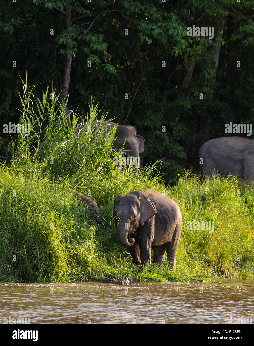 Les éléphants pygmées de Bornéo (Elephas maximus borneensis) sur la rive de la rivière Kinabatangan, Sabah, Malaisie Banque D'Images