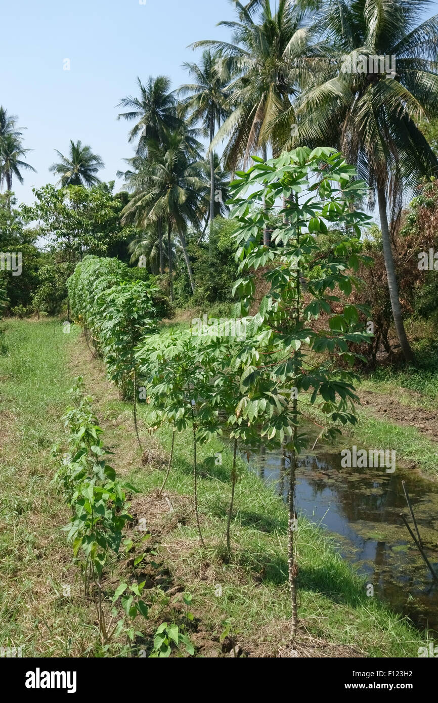 Le manioc, Manihot esculenta, avec de plus en plus de temps sur les lits de légumes Haricots soulevées avec les canaux d'irrigation sur Koh Kret, Bangkok, Sesana Banque D'Images