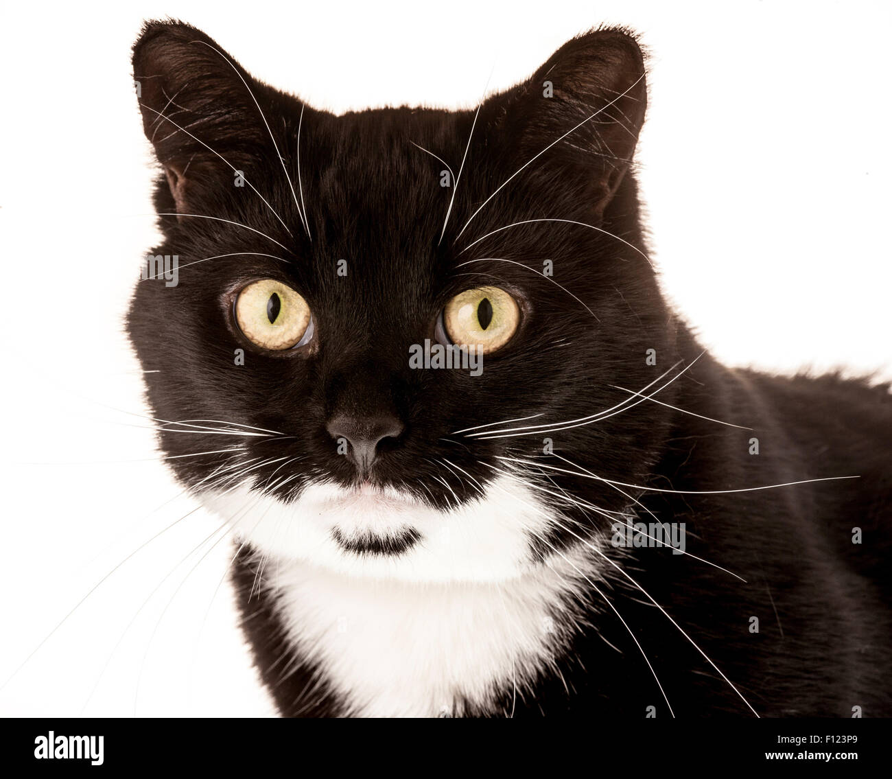 Tête d'un chat noir et blanc Banque D'Images