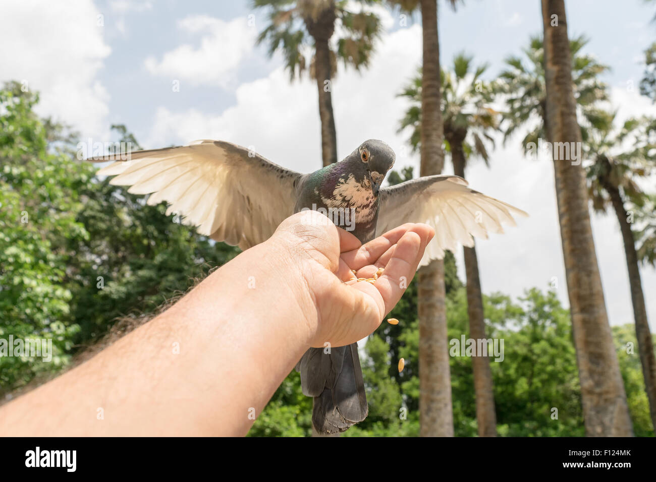 Le pigeon de manger les graines provenant de la main d'un homme. Banque D'Images