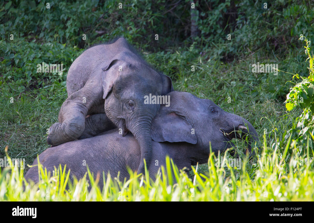 L'éléphant pygmée de Bornéo (Elephas maximus borneensis), la rivière Kinabatangan, Sabah, Malaisie Banque D'Images