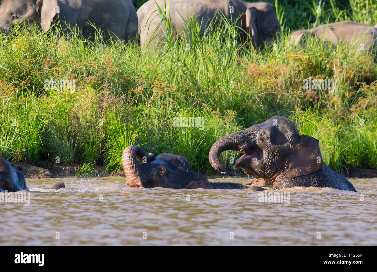 L'éléphant pygmée de Bornéo (Elephas maximus borneensis) jouer et nager dans la rivière Kinabatangan, Sabah, Malaisie Banque D'Images