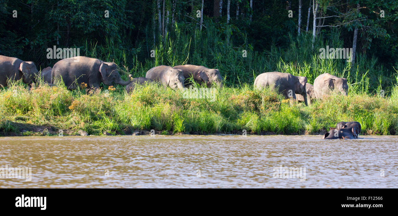 Troupeau d'Éléphants pygmées de Bornéo (Elephas maximus borneensis) Rivière Kinabatangan, Sabah, Malaisie Banque D'Images