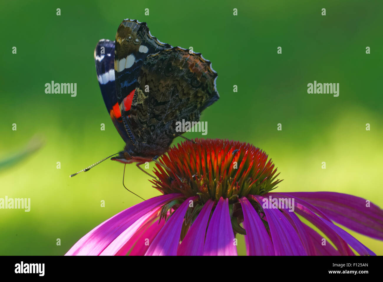 Vulcain (Vanessa atalanta) se nourrissant sur une fleur de Rudbeckia Banque D'Images