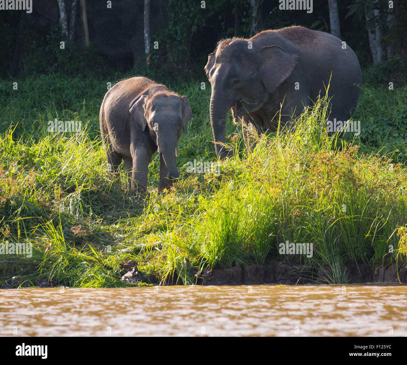 L'éléphant pygmée de Bornéo (Elephas maximus borneensis), la rivière Kinabatangan, Sabah, Malaisie Banque D'Images