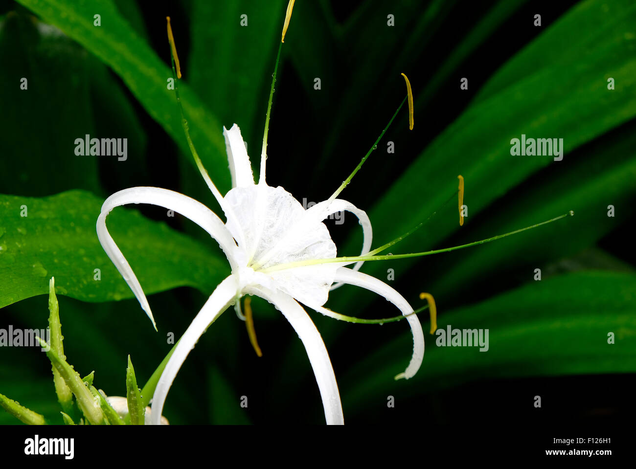White spider lily flower growing in garden Banque D'Images