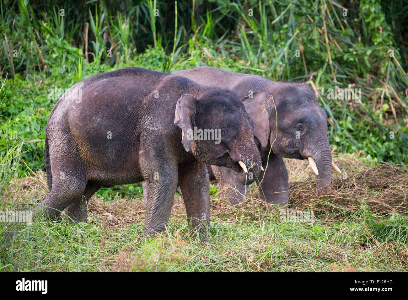 L'éléphant pygmée de Bornéo (Elephas maximus borneensis), la rivière Kinabatangan, Sabah, Malaisie Banque D'Images