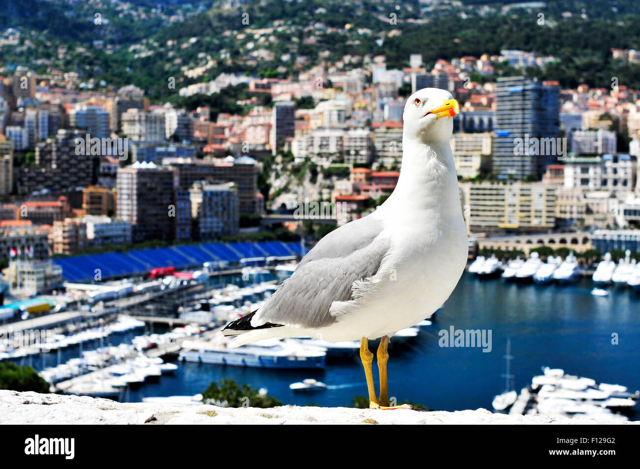 Libre d'une mouette avec le Port Hercule à La Condamine et Monte Carlo, à Monaco, dans l'arrière-plan Banque D'Images