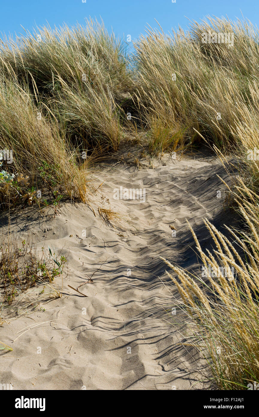 Des roseaux et des dunes de sable sur la plage, Languedoc Roussillon, France Banque D'Images