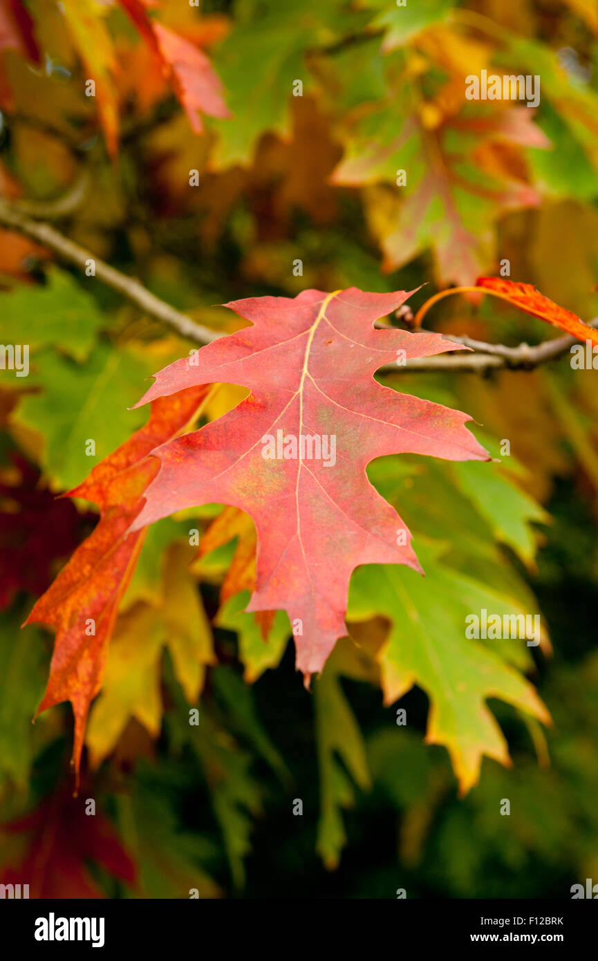 Belle feuille rouge à l'automne, Close up Banque D'Images