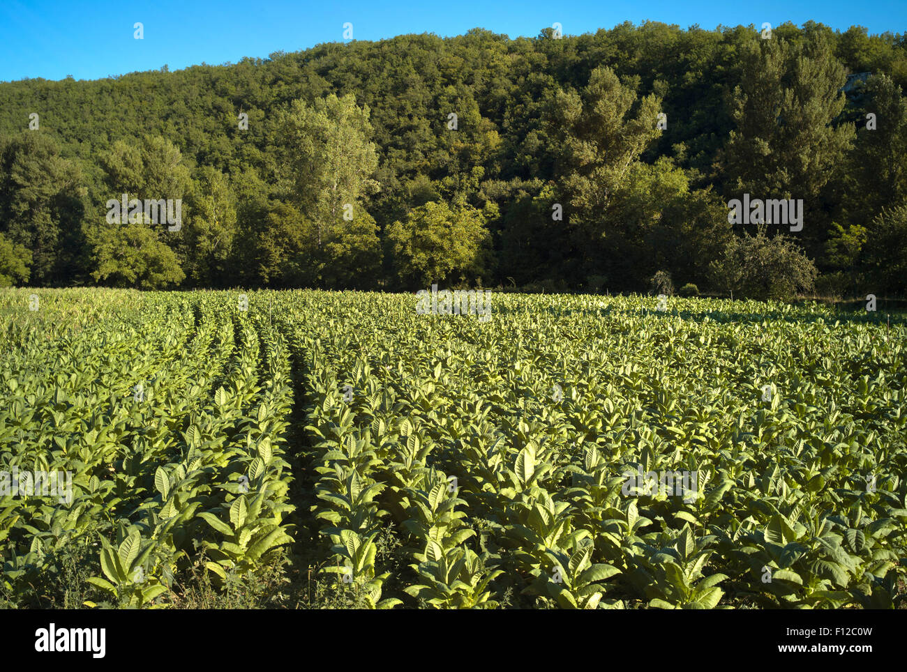 Les jeunes plants de tabac growing in field, Vallée du Lot, France Banque D'Images