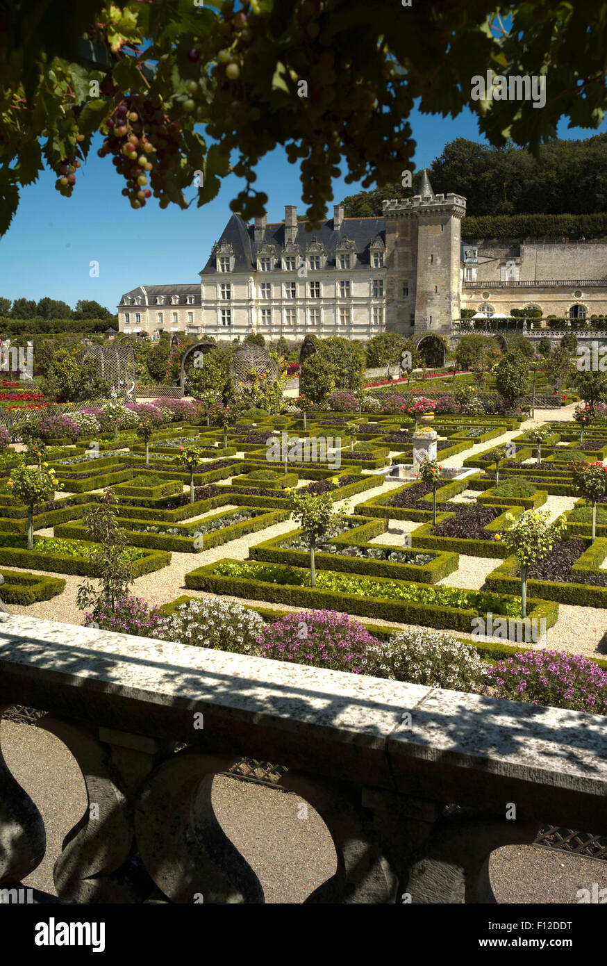 Jardins du Château de Villandry, vallée de la Loire, France Banque D'Images