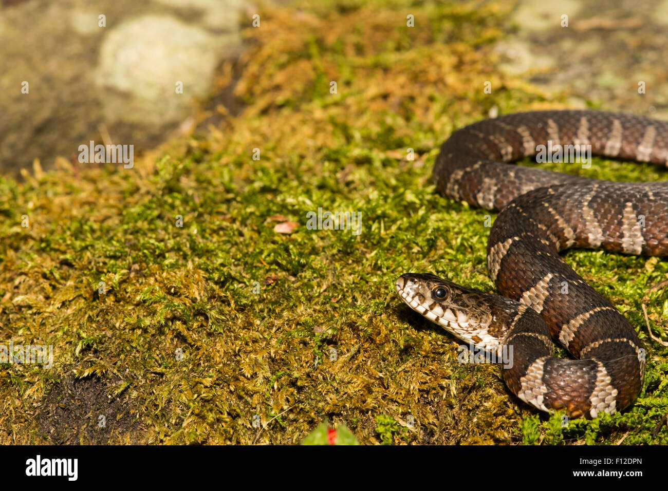 Couleuvre d'eau Banque D'Images
