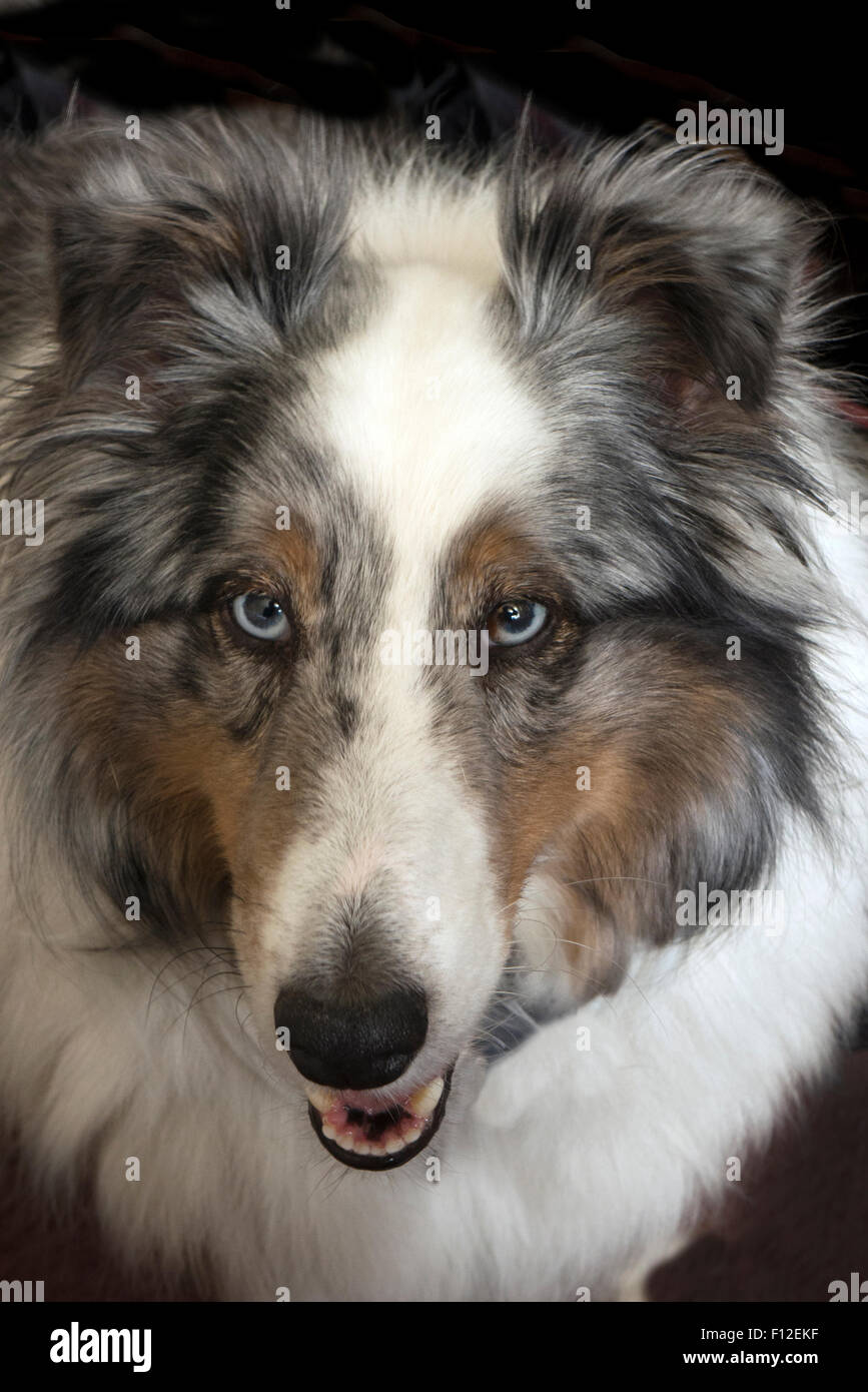 Le chien de berger Shetland, ou Sheltie. Banque D'Images