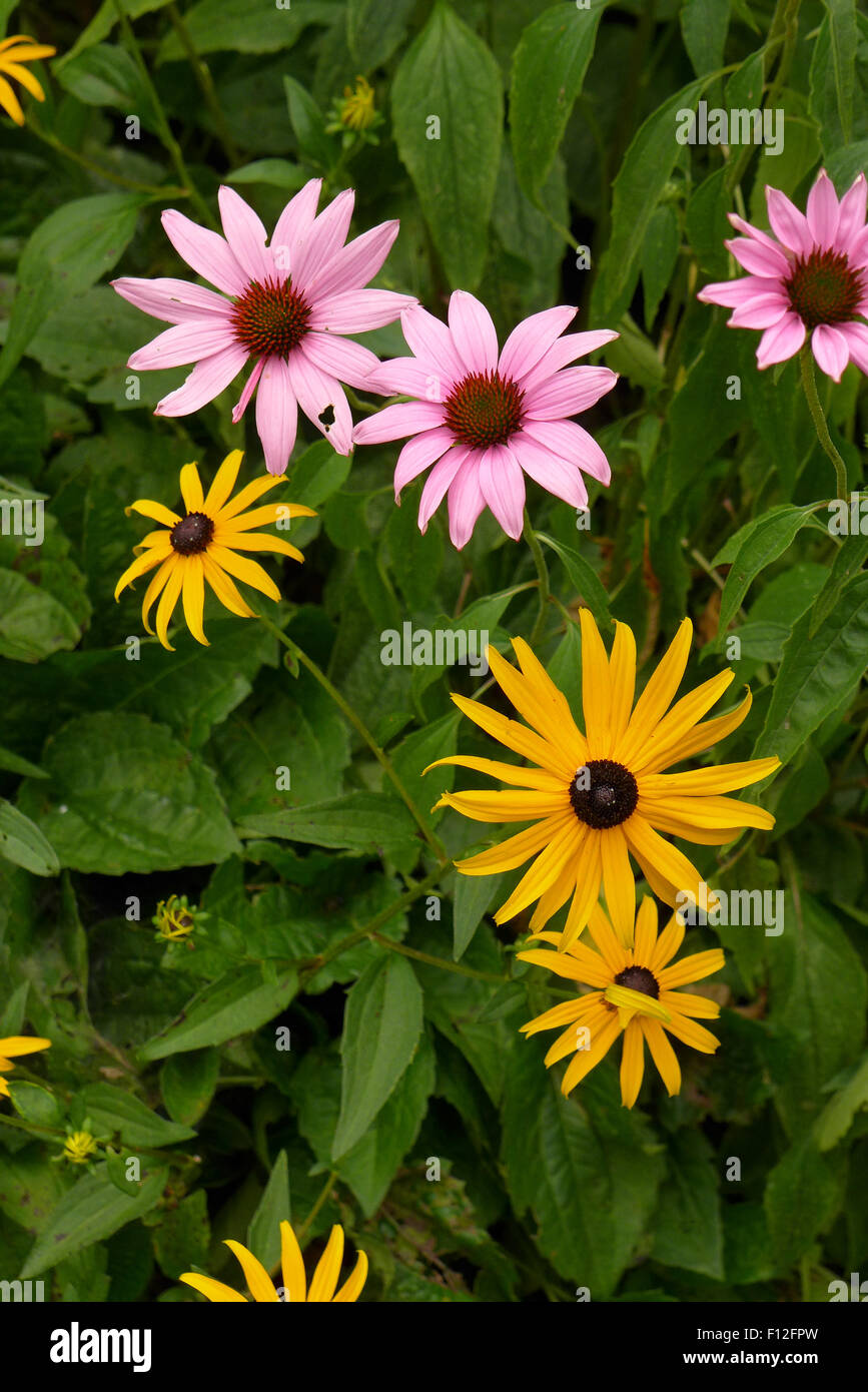 Cone flower daisy Black Eyed Susan. Banque D'Images