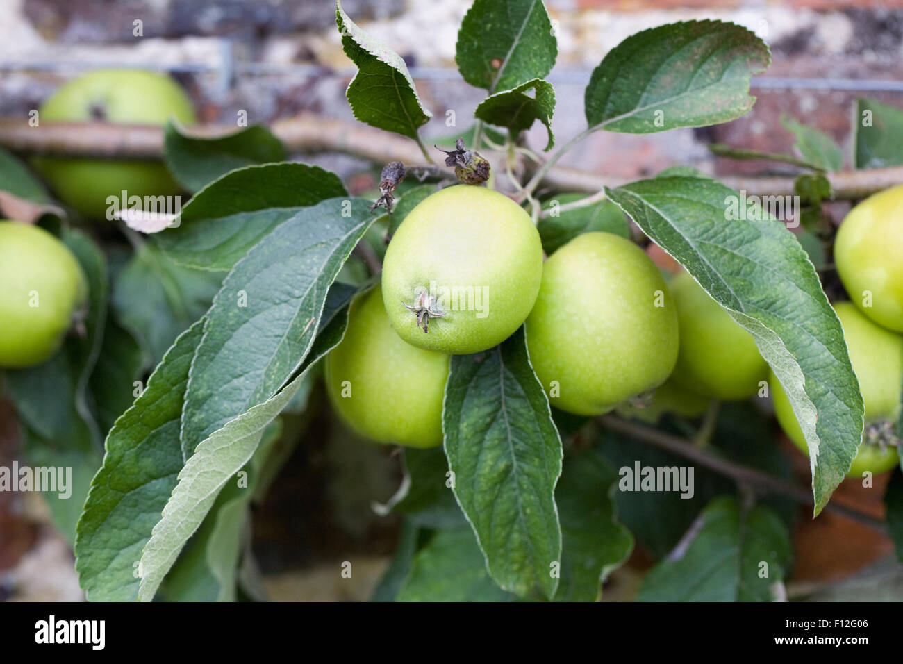 Malus domestica. La Warner Apple Roi formé contre un mur. Banque D'Images