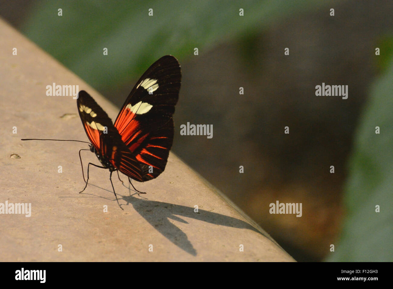 Heliconius Erato Lativitta Butterfly Banque D'Images