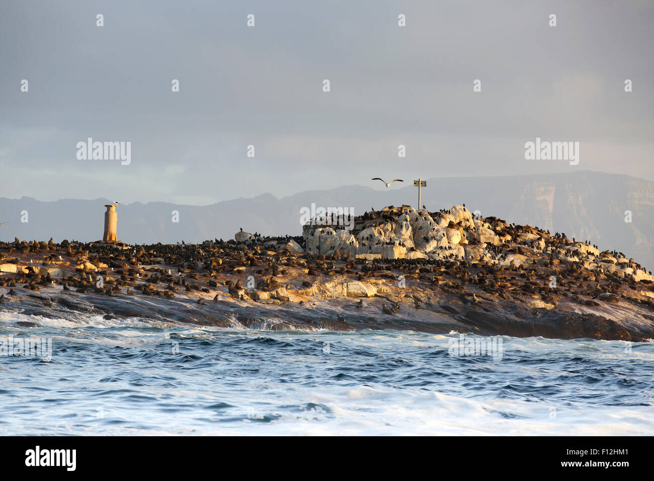 L'île Seal à Mossel Bay, Afrique du Sud Banque D'Images