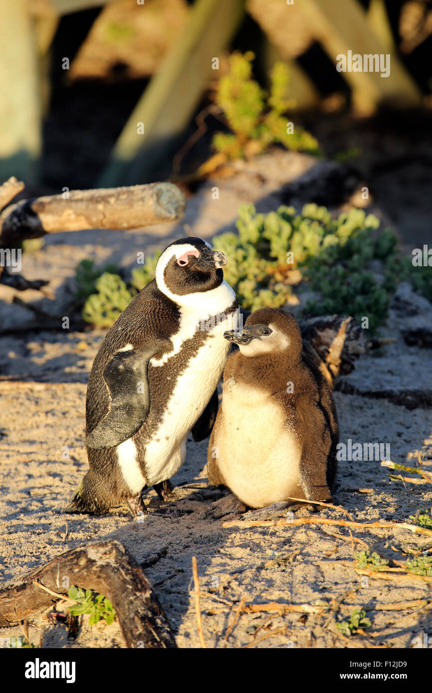 Manchot du Cap (Spheniscus demersus) mère et chick à Boulders Beach Colony, Simon's Town Banque D'Images