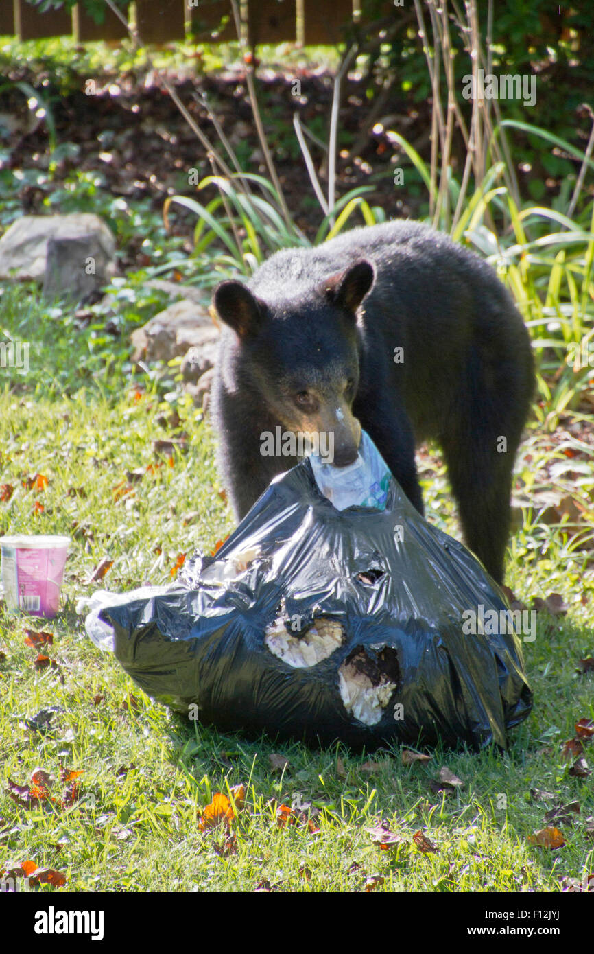 Animal eating garbage Banque de photographies et d'images à haute  résolution - Alamy