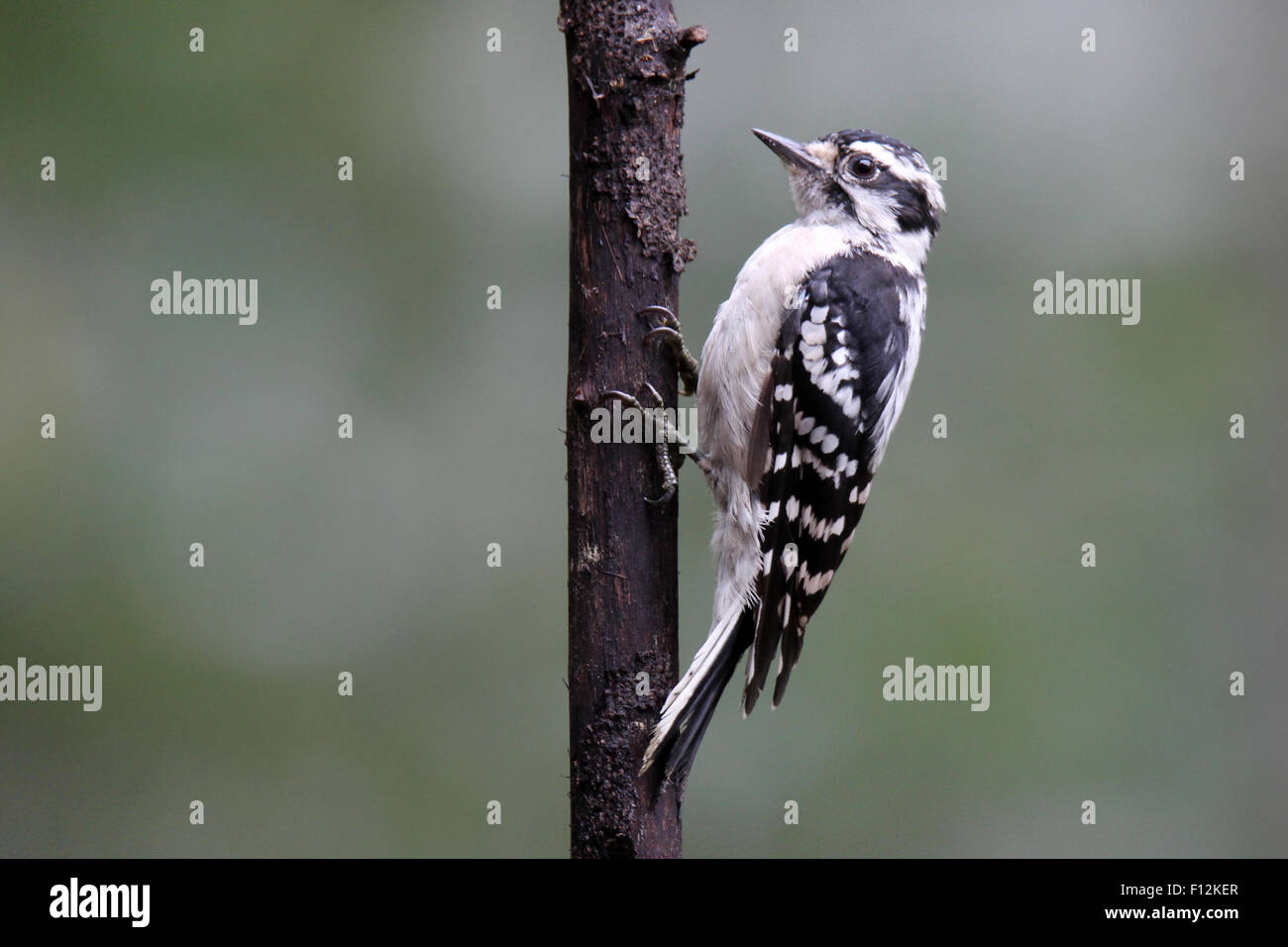 Une femelle pic mineur se percher sur une branche en été Banque D'Images
