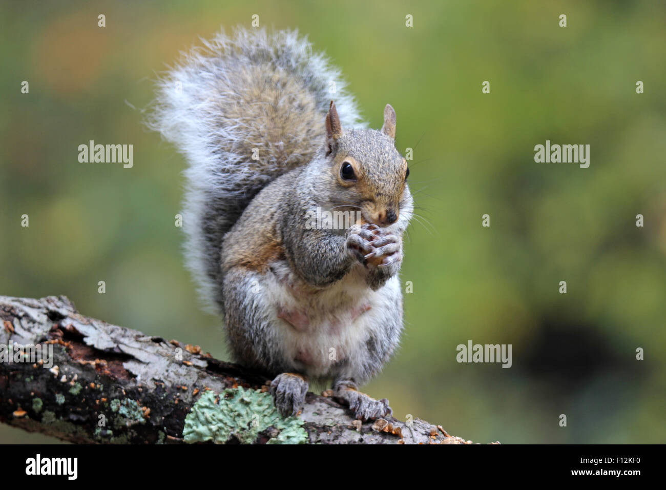Un écureuil gris (Sciurus carolinensis) assis sur une branche à l'automne de manger une noix Banque D'Images