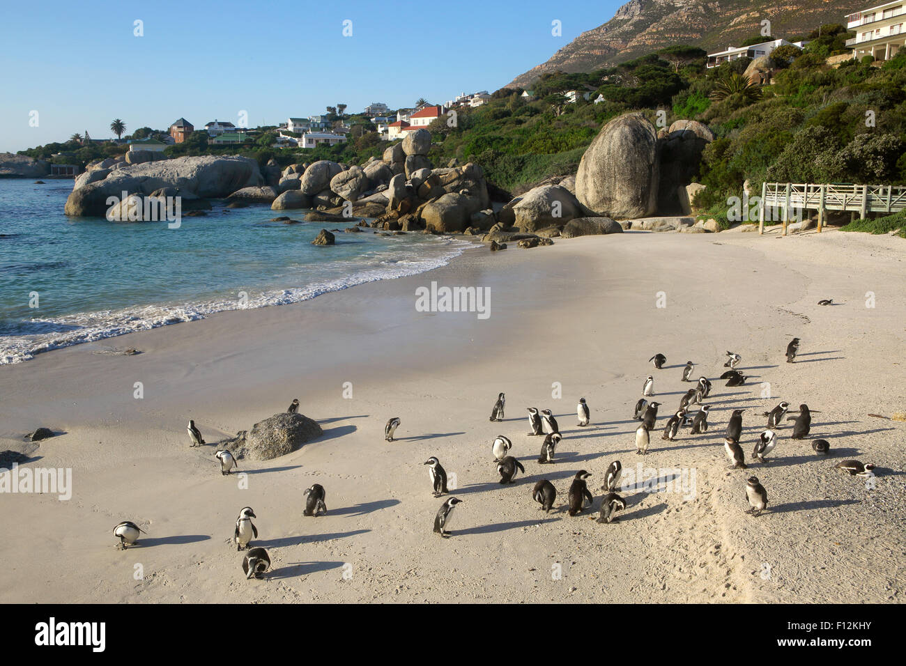 Manchot du Cap (Spheniscus demersus) colonie à Boulders Beach, Cape Town Banque D'Images