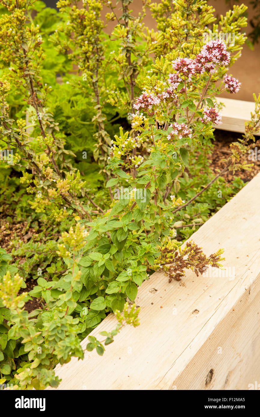 Un jardin de fines herbes et décor rustique, Roblar Winery, Solvang, Californie Banque D'Images