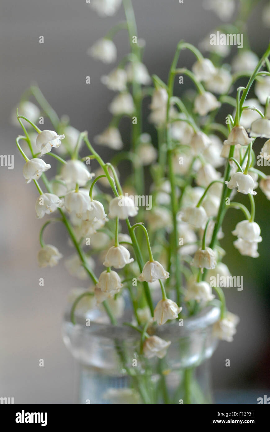 Légèrement flétries lis de la vallée des fleurs en vieux bouteille de lait. Banque D'Images