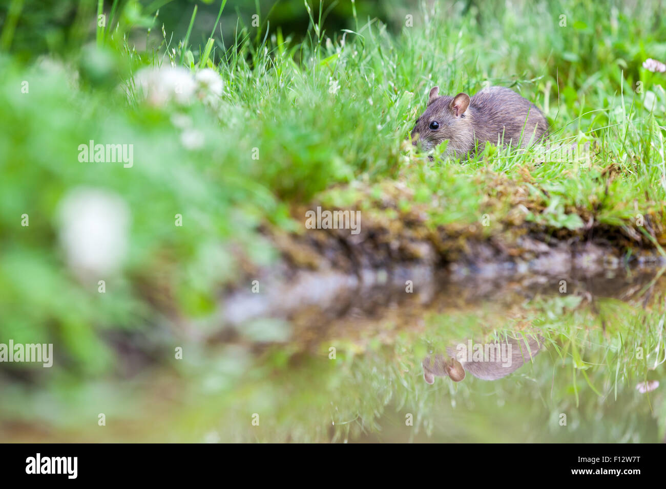 Un rat sauvage est en train de manger l'herbe sur le côté de l'eau Banque D'Images